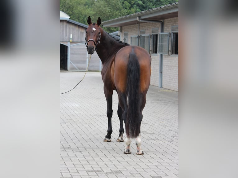 Belga Castrone 4 Anni 166 cm Baio scuro in Laakdal