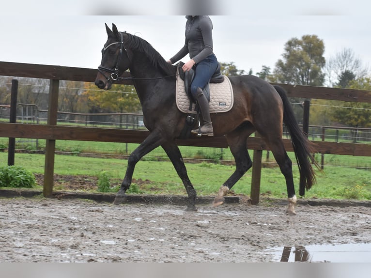 Belga Castrone 4 Anni 168 cm Baio scuro in Achtmaal