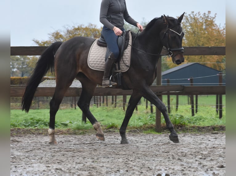 Belga Castrone 4 Anni 168 cm Baio scuro in Achtmaal