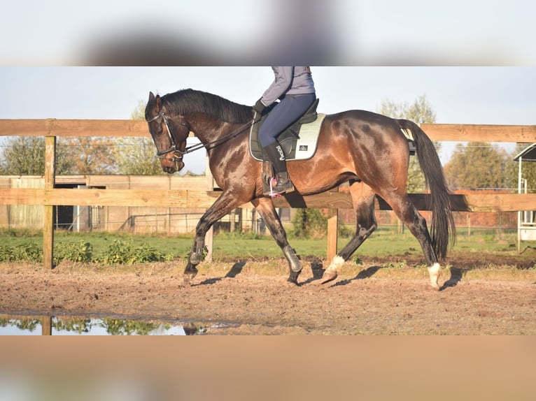 Belga Castrone 4 Anni 168 cm Baio scuro in Achtmaal