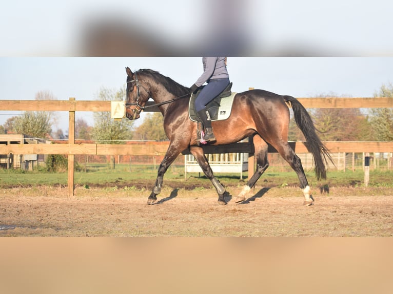 Belga Castrone 4 Anni 168 cm Baio scuro in Achtmaal