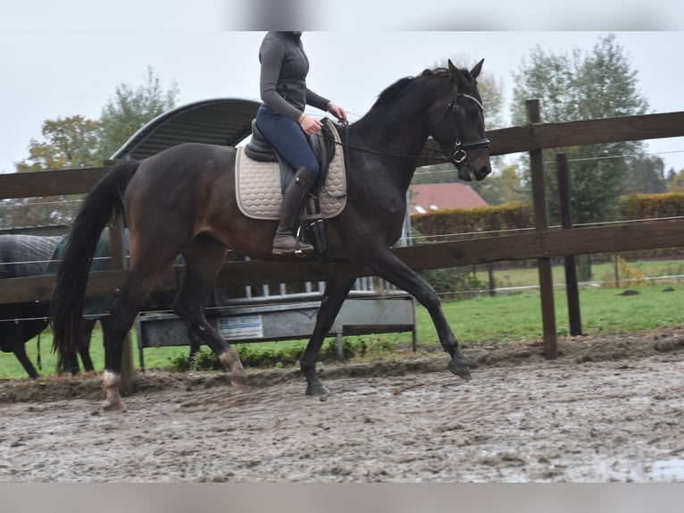 Belga Castrone 4 Anni 168 cm Baio scuro in Achtmaal