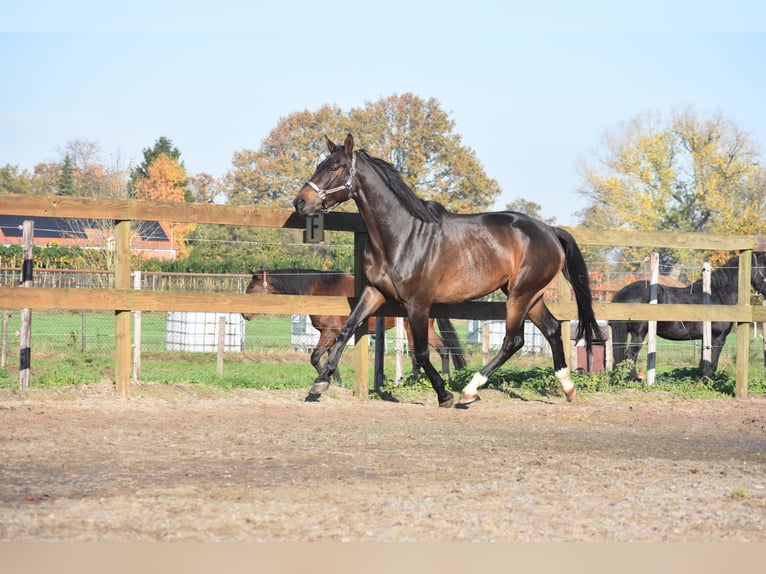 Belga Castrone 4 Anni 168 cm Baio scuro in Achtmaal