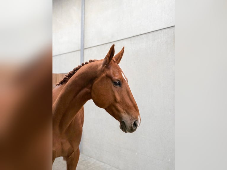 Belga Castrone 4 Anni 168 cm  in GROTE-BROGEL