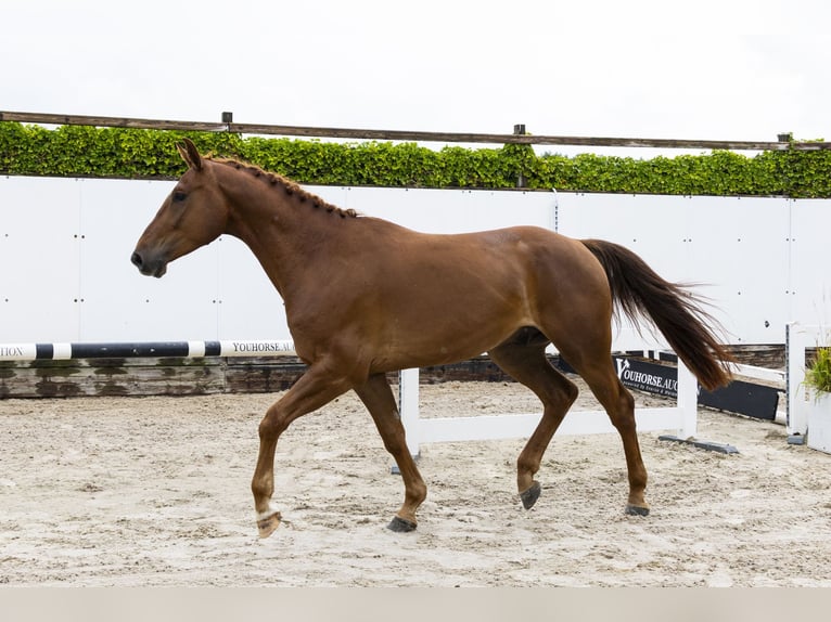 Belga Castrone 4 Anni 168 cm Sauro in Waddinxveen