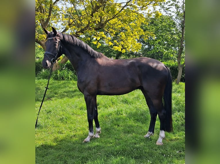 Belga Castrone 4 Anni 170 cm Morello in Diepenbeek