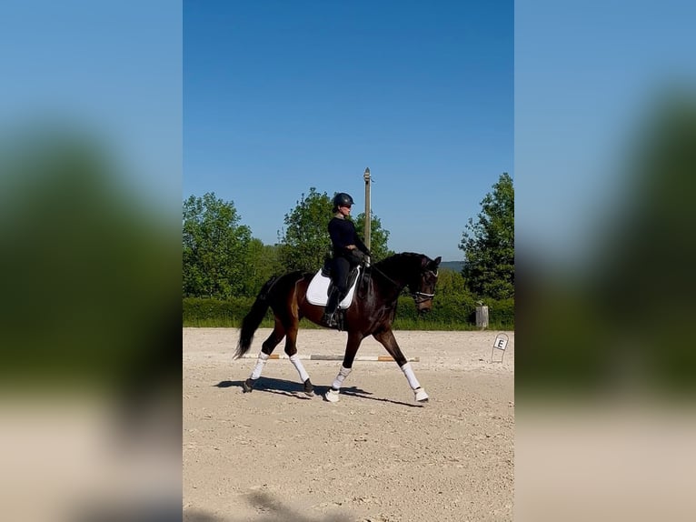 Belga Castrone 4 Anni 171 cm Baio nero in Geneuille