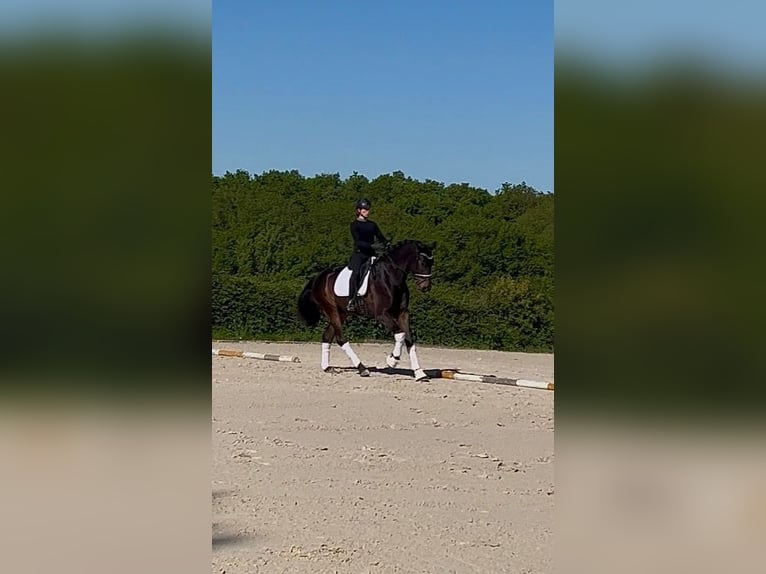 Belga Castrone 4 Anni 171 cm Baio nero in Geneuille