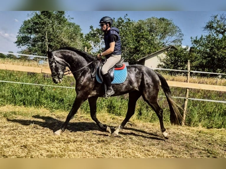 Belga Castrone 4 Anni 171 cm Grigio ferro in Békéscsaba
