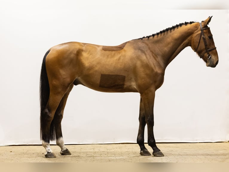 Belga Castrone 4 Anni 172 cm Baio in Waddinxveen