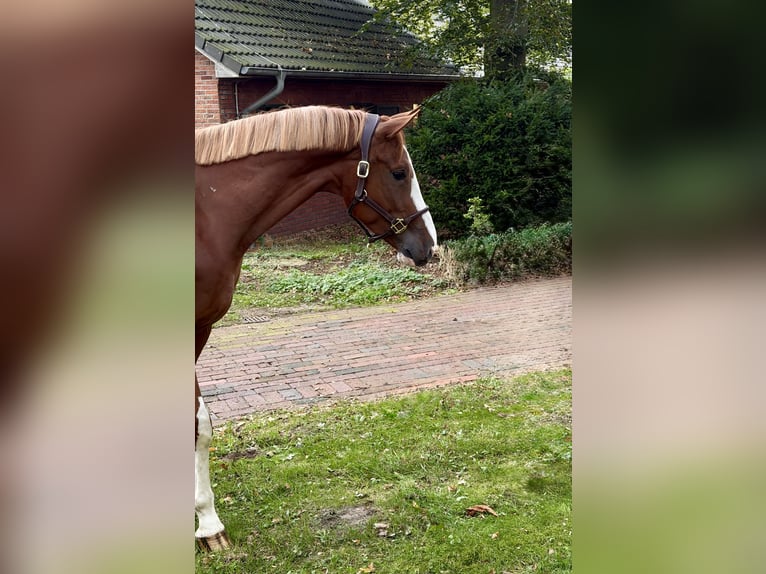 Belga Castrone 4 Anni 172 cm Sauro in Wildeshausen