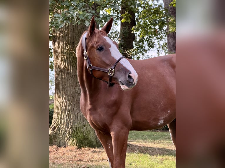 Belga Castrone 4 Anni 172 cm Sauro in Wildeshausen