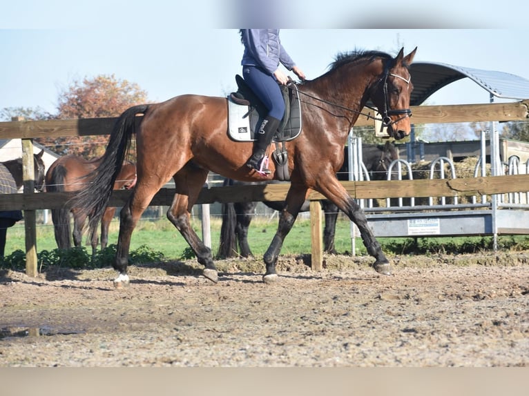 Belga Castrone 4 Anni 175 cm Baio in Achtmaal