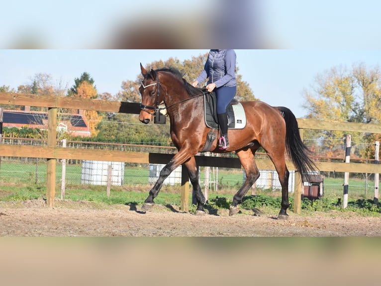 Belga Castrone 4 Anni 175 cm Baio in Achtmaal