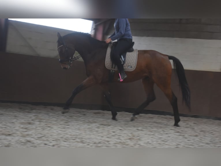 Belga Castrone 4 Anni 175 cm Baio in Achtmaal Belga Castrone 4 Anni 175 cm Baio in Achtmaal