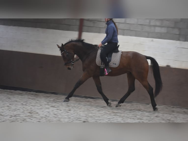 Belga Castrone 4 Anni 175 cm Baio in Achtmaal Belga Castrone 4 Anni 175 cm Baio in Achtmaal