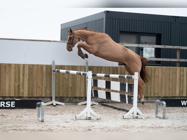 Belga Castrone 4 Anni 176 cm Sauro in Wijchmaal