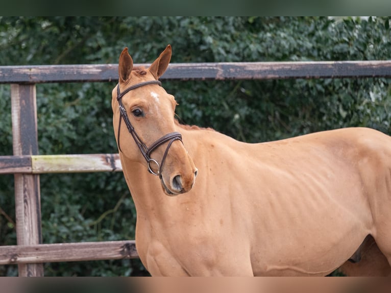 Belga Castrone 4 Anni 176 cm Sauro in Wijchmaal