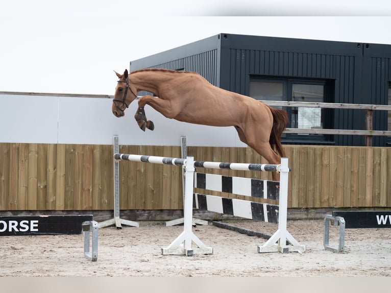 Belga Castrone 4 Anni 176 cm Sauro in Wijchmaal