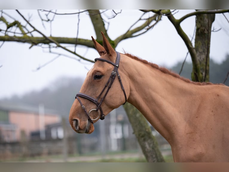 Belga Castrone 4 Anni 176 cm Sauro in Wijchmaal