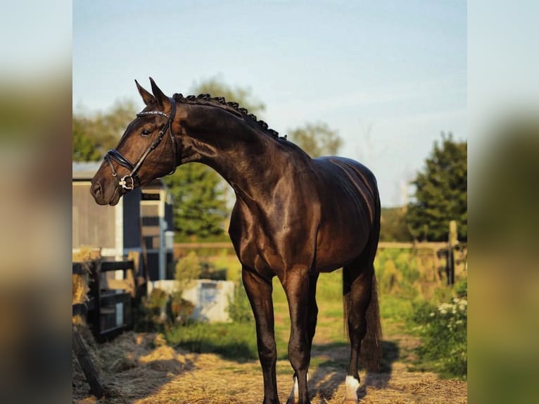 Belga Castrone 4 Anni 183 cm Baio ciliegia in Helmond