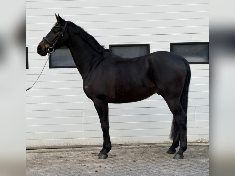 Belga Castrone 5 Anni 164 cm Baio in Someren