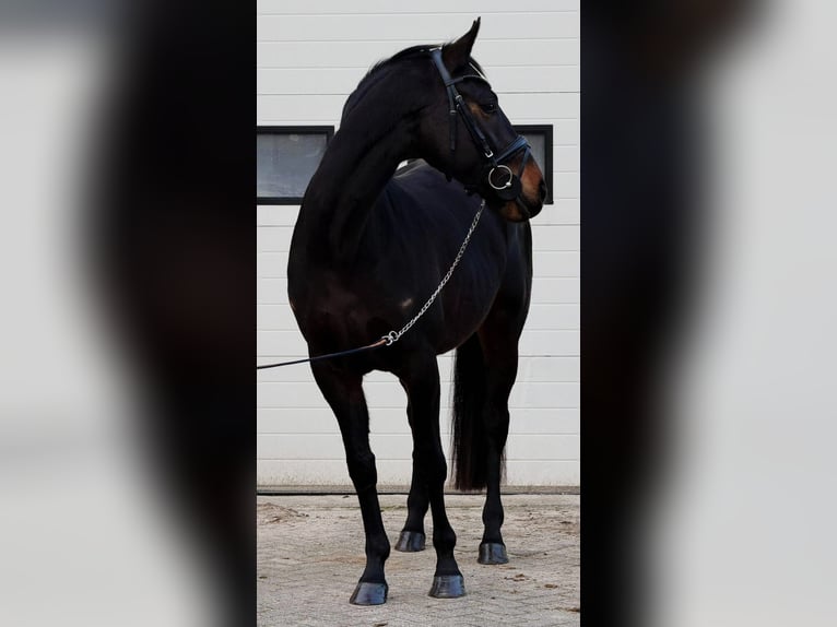 Belga Castrone 5 Anni 164 cm Baio in Someren