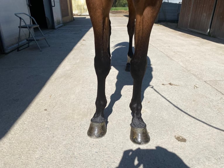 Belga Castrone 5 Anni 164 cm  in Grote-Brogel