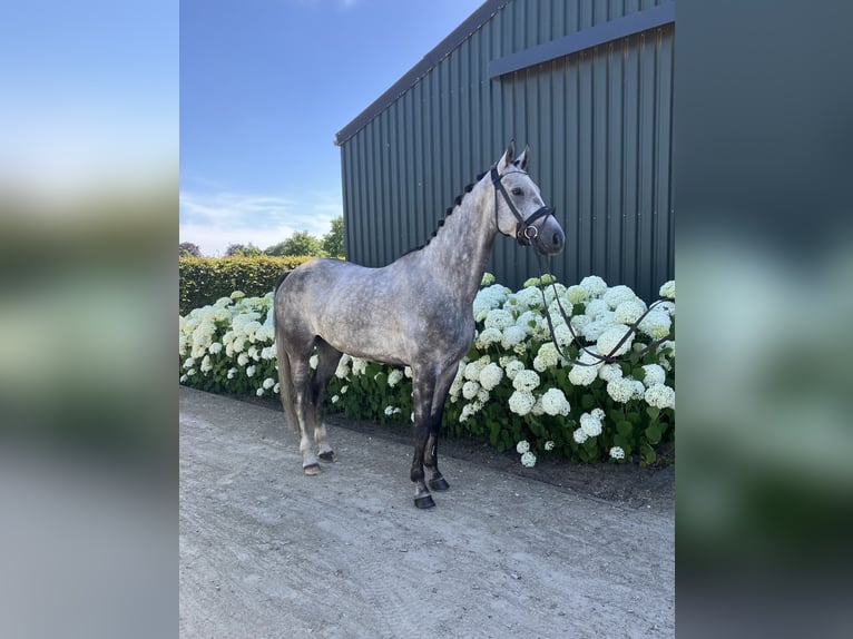 Belga Castrone 5 Anni 164 cm Grigio in Mönchengladbach