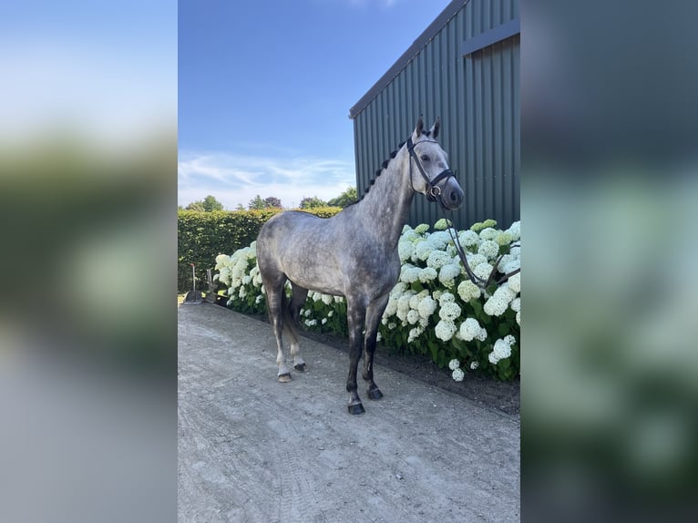 Belga Castrone 5 Anni 164 cm Grigio in Mönchengladbach