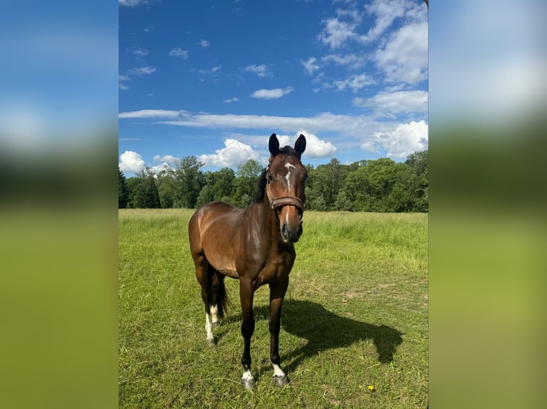 Belga Castrone 5 Anni 165 cm Baio scuro in Gera