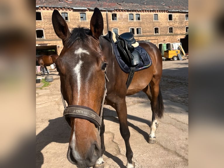 Belga Castrone 5 Anni 165 cm Baio scuro in Gera