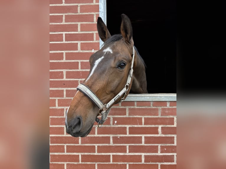 Belga Castrone 5 Anni 165 cm Baio scuro in Gera