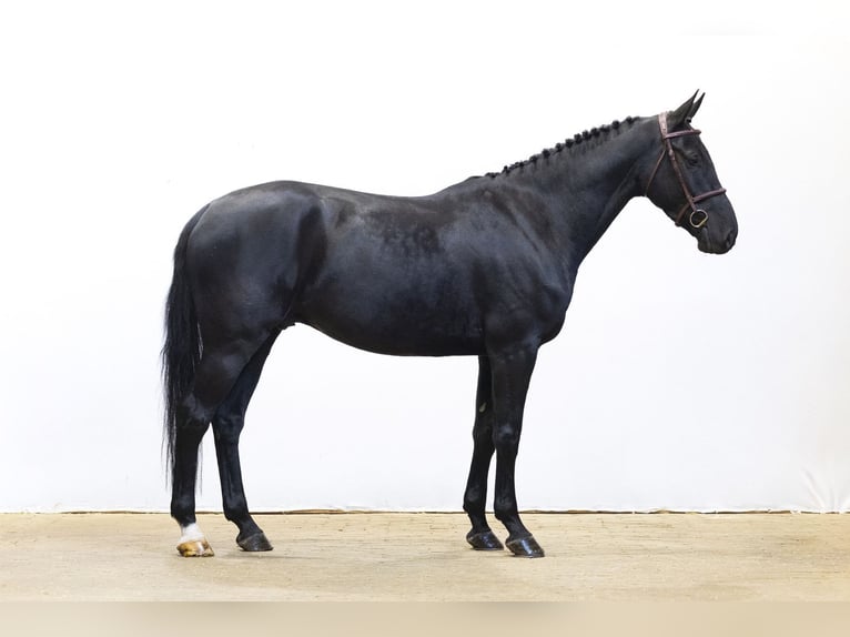 Belga Castrone 5 Anni 166 cm Morello in Waddinxveen