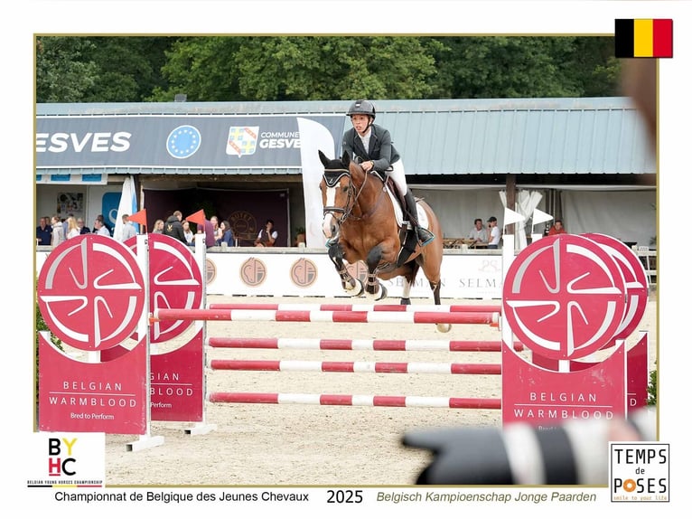 Belga Castrone 5 Anni 167 cm Baio in Attenhoven