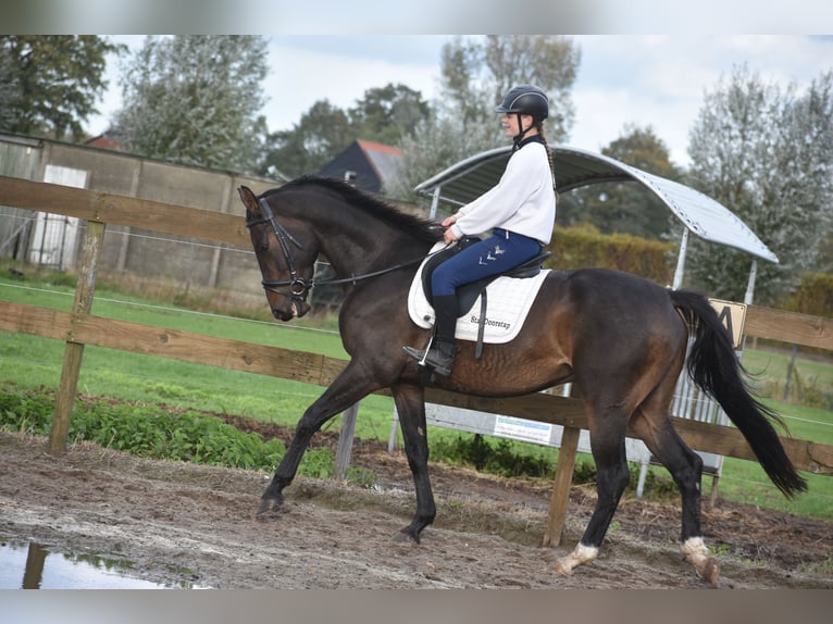 Belga Castrone 5 Anni 168 cm Baio scuro in Achtmaal