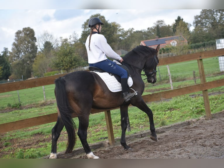 Belga Castrone 5 Anni 168 cm Baio scuro in Achtmaal