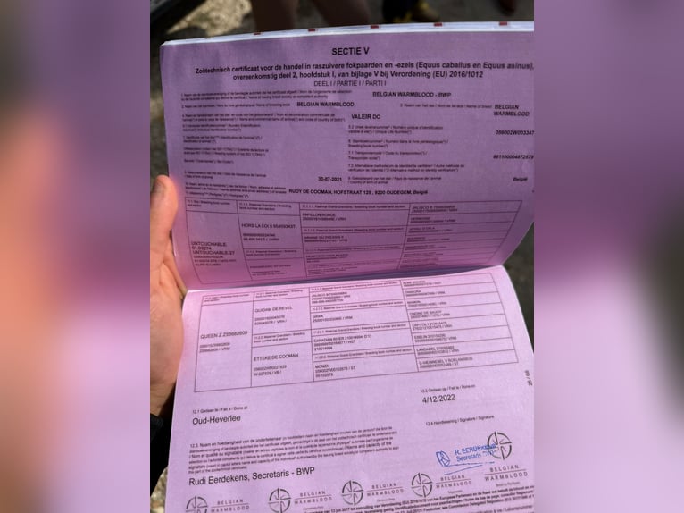 Belga Castrone 5 Anni 169 cm Grigio in Debrecen