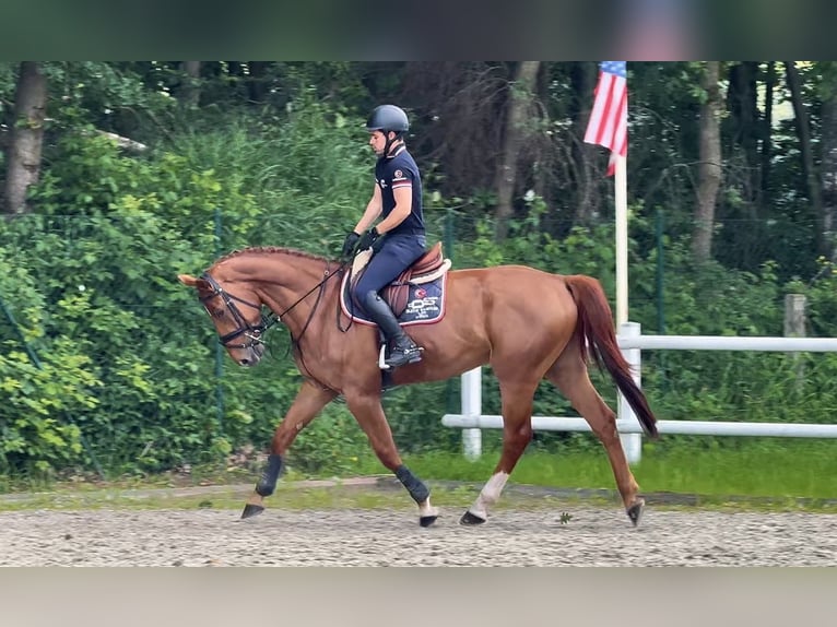 Belga Castrone 5 Anni 169 cm Sauro scuro in Thuine