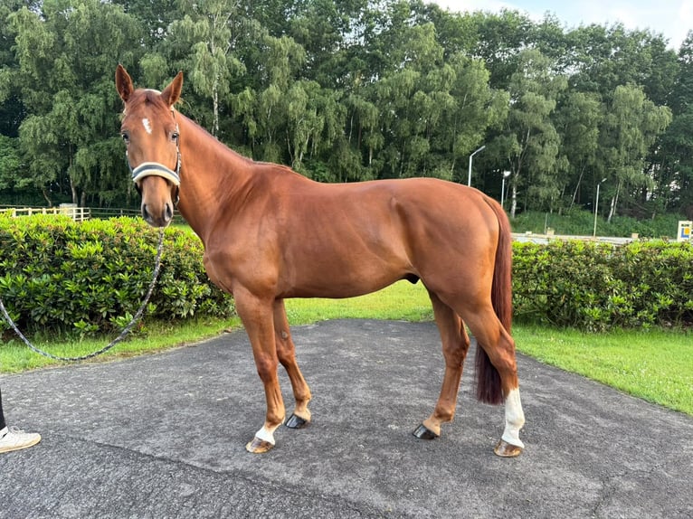 Belga Castrone 5 Anni 169 cm Sauro scuro in Thuine
