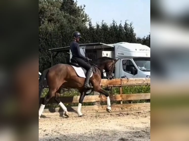 Belga Castrone 5 Anni 170 cm Baio in Hammersbach