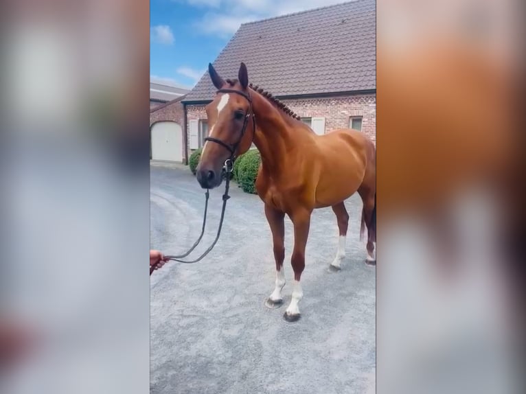 Belga Castrone 5 Anni 170 cm Baio scuro in Wijchmaal