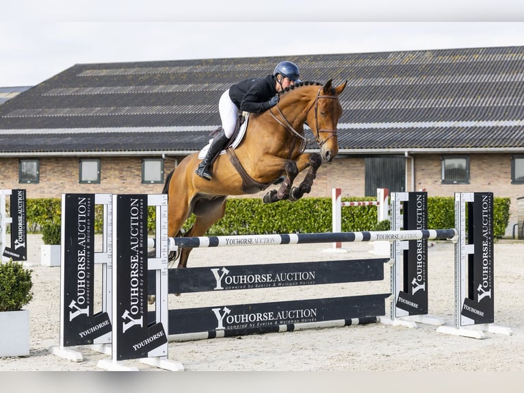 Belga Castrone 5 Anni 173 cm  in Waddinxveen