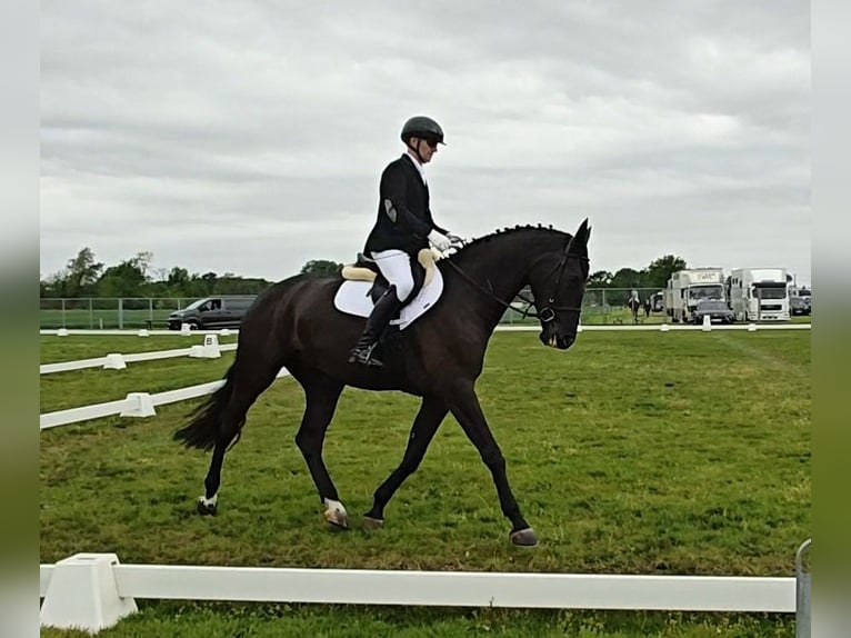 Belga Castrone 5 Anni 173 cm Morello in Peer
