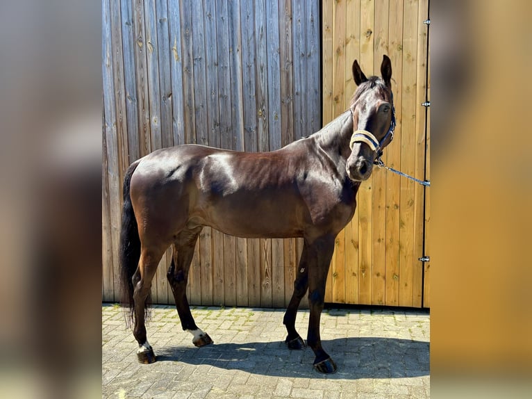 Belga Castrone 5 Anni 173 cm Morello in Peer