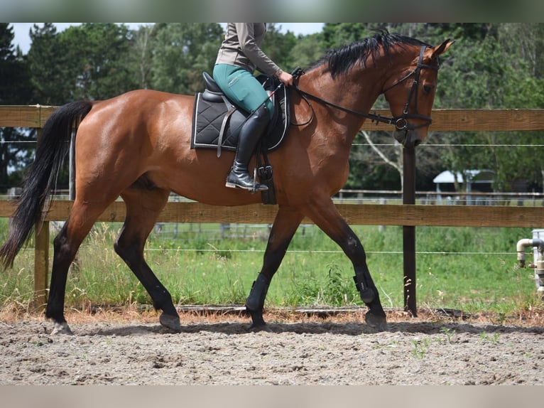 Belga Castrone 5 Anni 175 cm Baio in Achtmaal