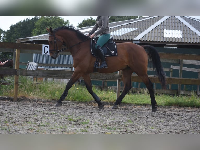 Belga Castrone 5 Anni 175 cm Baio in Achtmaal