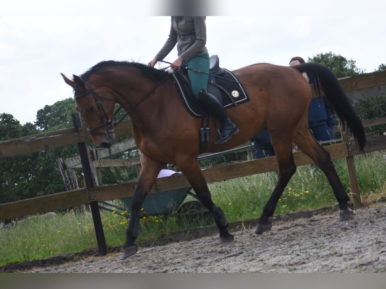 Belga Castrone 5 Anni 175 cm Baio in Achtmaal
