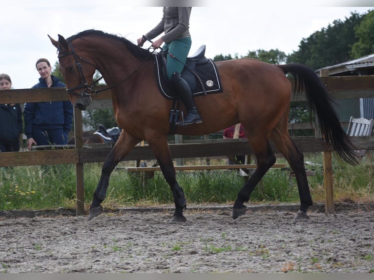 Belga Castrone 5 Anni 175 cm Baio in Achtmaal