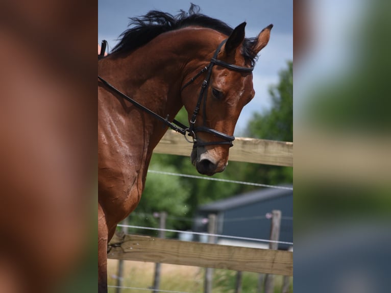 Belga Castrone 5 Anni 175 cm Baio in Achtmaal